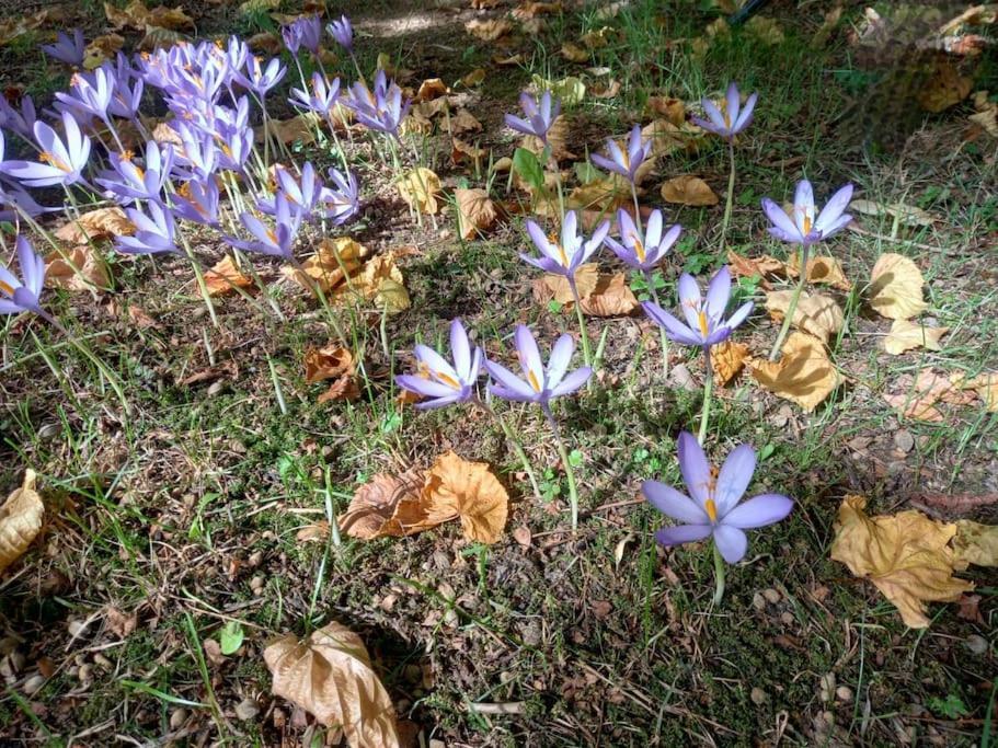 Gite L'Enclos O Rendez-Vous Roquefeuil-Pays De Sault- Avec Jardin 外观 照片