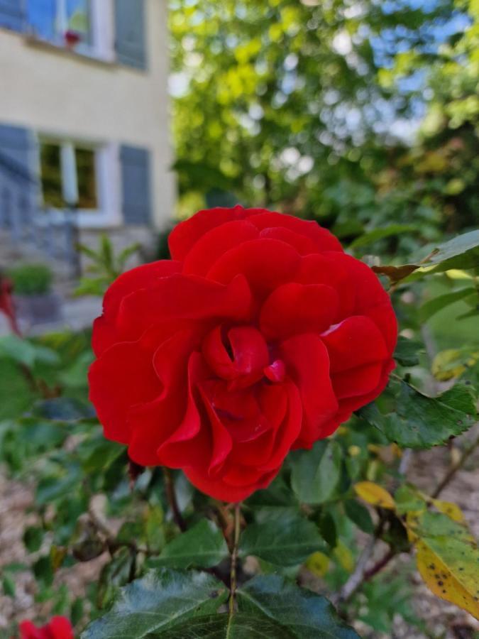 Gite L'Enclos O Rendez-Vous Roquefeuil-Pays De Sault- Avec Jardin 外观 照片